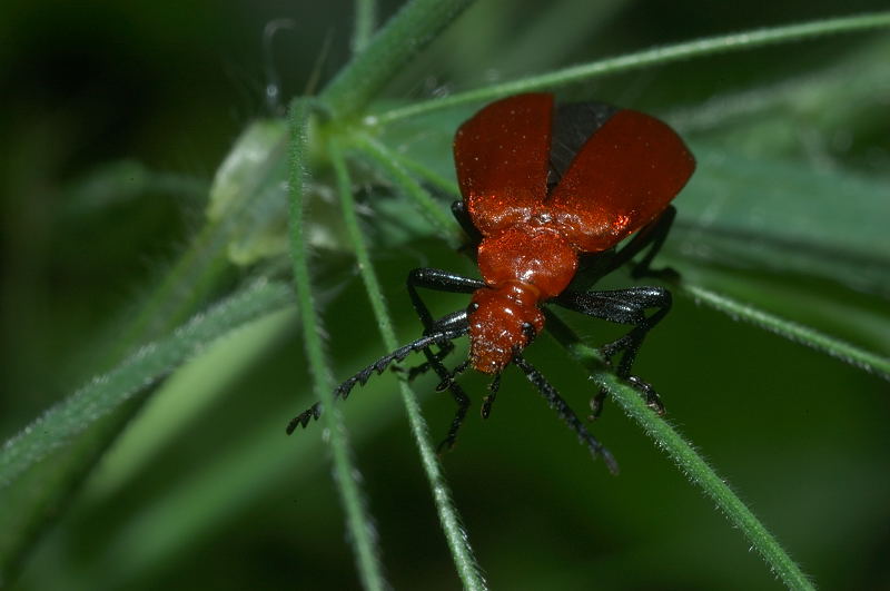 Pyrochroa serraticornis