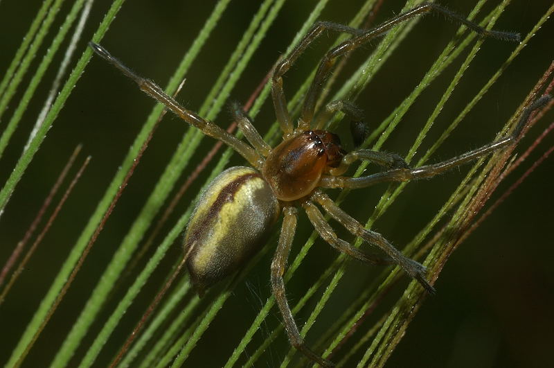 Cheiracanthium sp. // Carrhotus xanthogramma