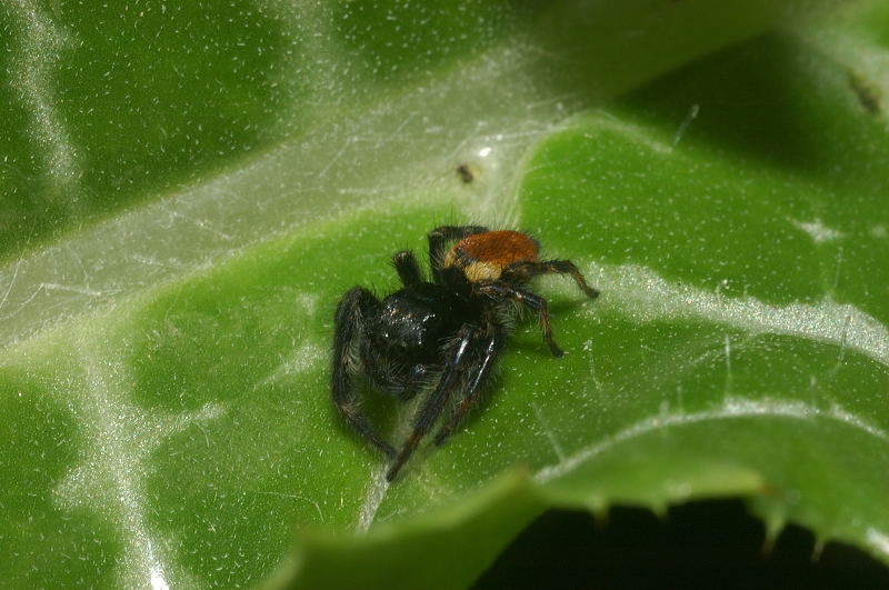 Cheiracanthium sp. // Carrhotus xanthogramma