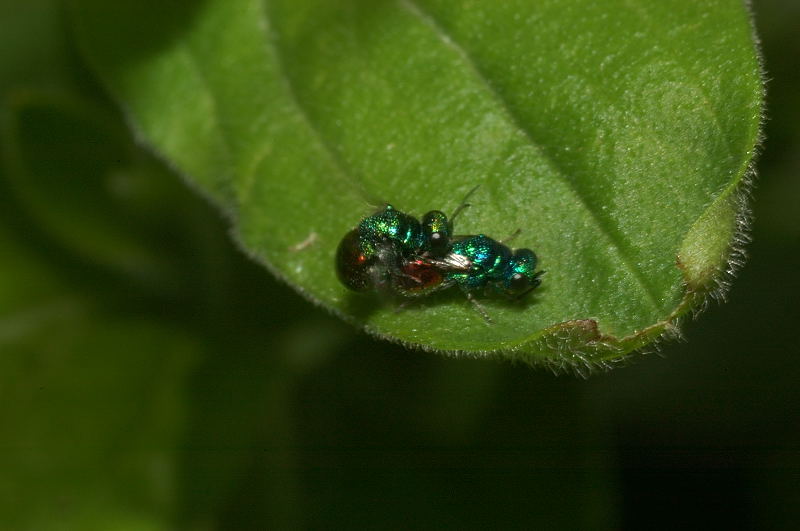 Chrysididae in accoppiamento - Pseudomalus auratus