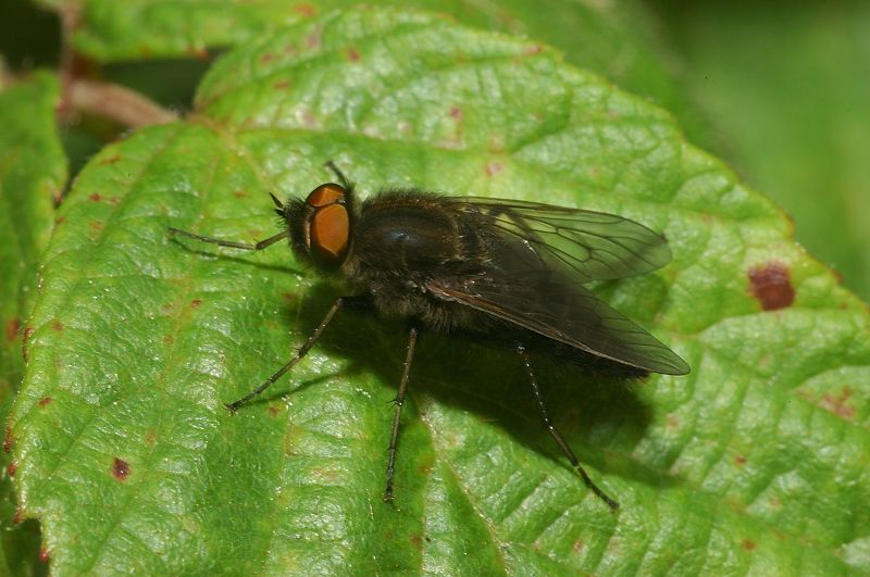 Mosca dagli occhi rossi Thereva nobilitata