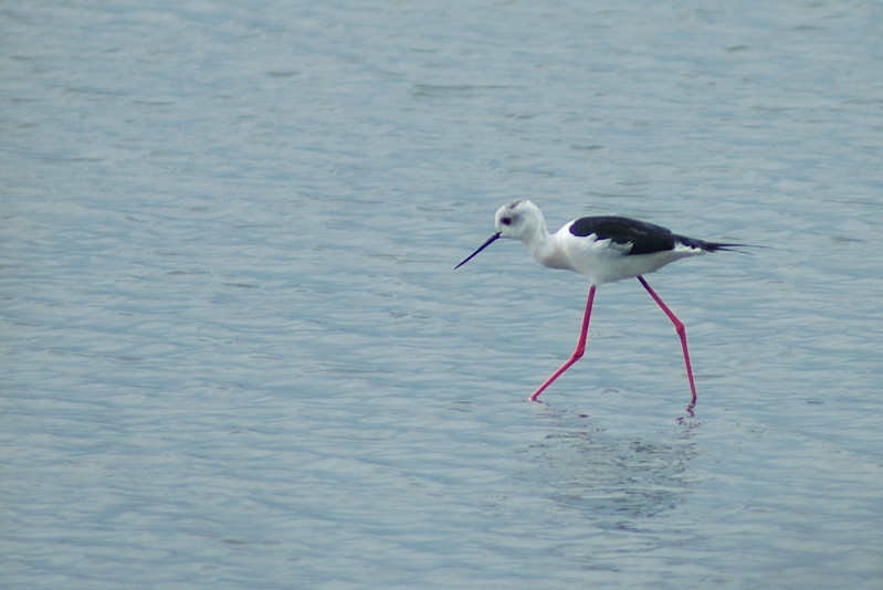 Comacchio, le sue valli e la salina