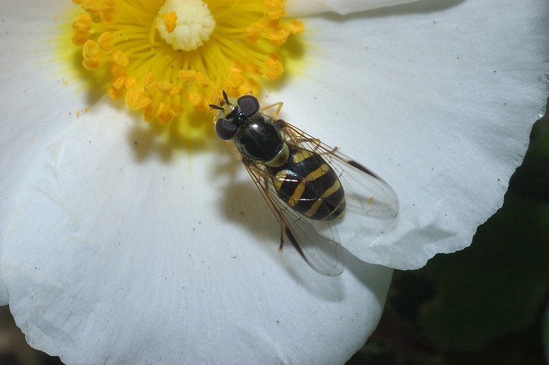Dasysyrphus albostriatus