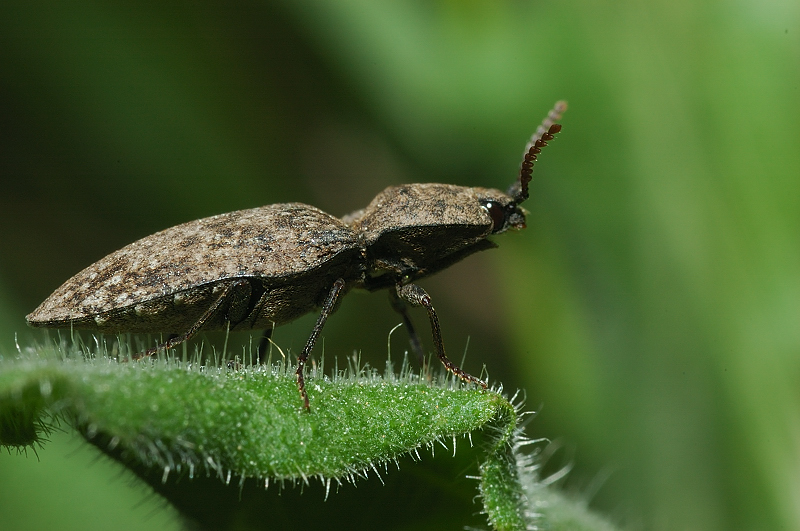 Agrypnus murinus