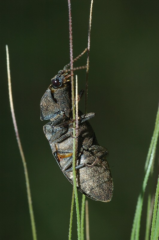 Agrypnus murinus