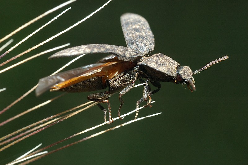 Agrypnus murinus