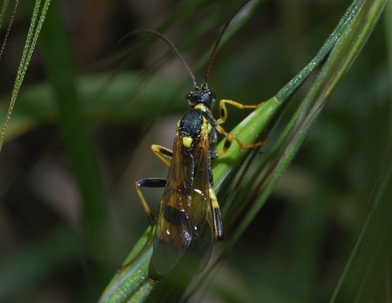 Amblyteles armatorius