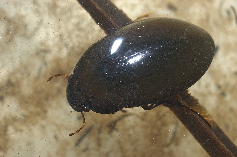 Hydrochara caraboides (Hydrophilidae)