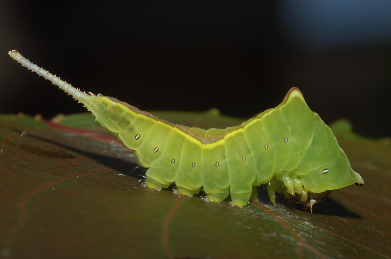 Larva di Cerura vinula