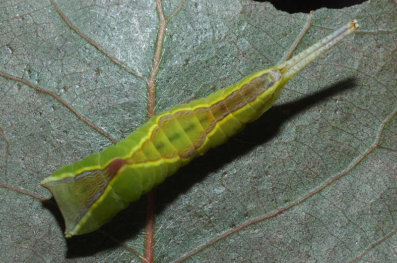 Larva di Cerura vinula