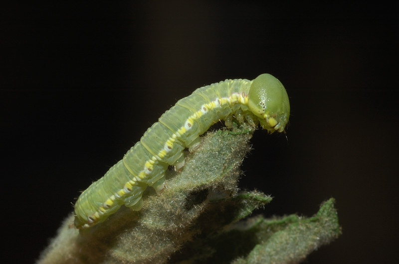 Larva di Drymonia ruficornis