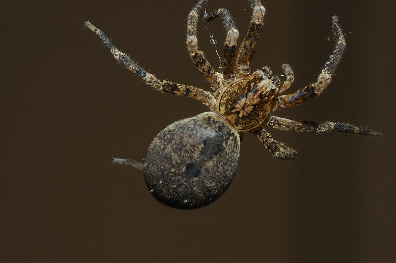 Zoropsis spinimana