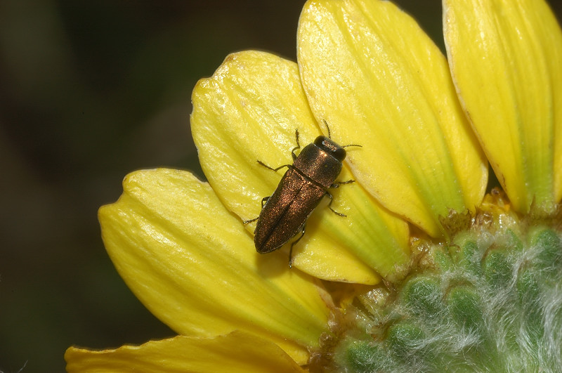 Acmaeoderella virgulata (Buprestidae)