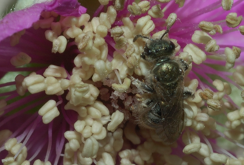 Halictus (Seladonia) sp. (Apidae Halictinae)