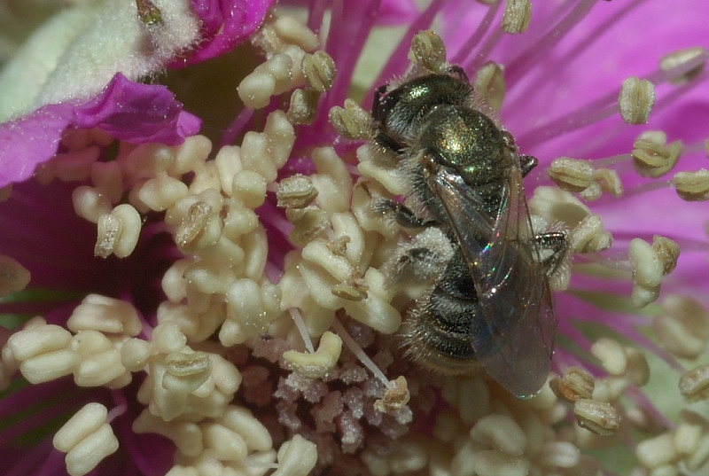 Halictus (Seladonia) sp. (Apidae Halictinae)