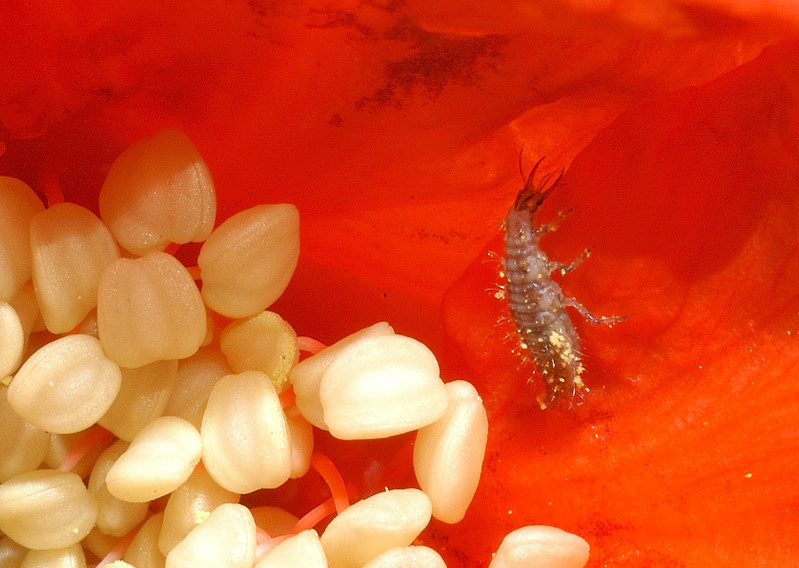 Larva di I et di Chrysoperla sp.