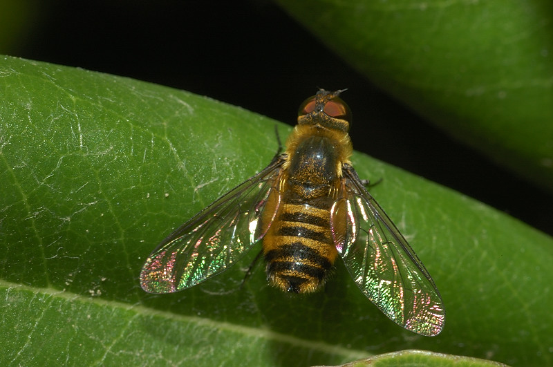 Bombyliidae Villa  sp.