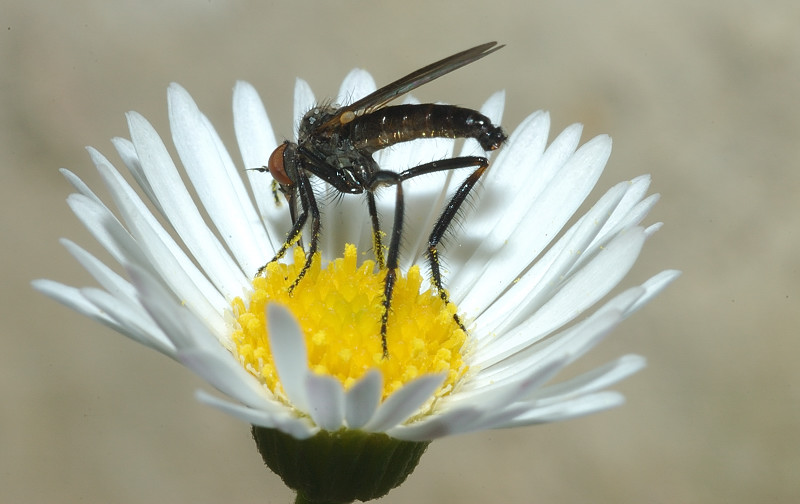 Empis sp.