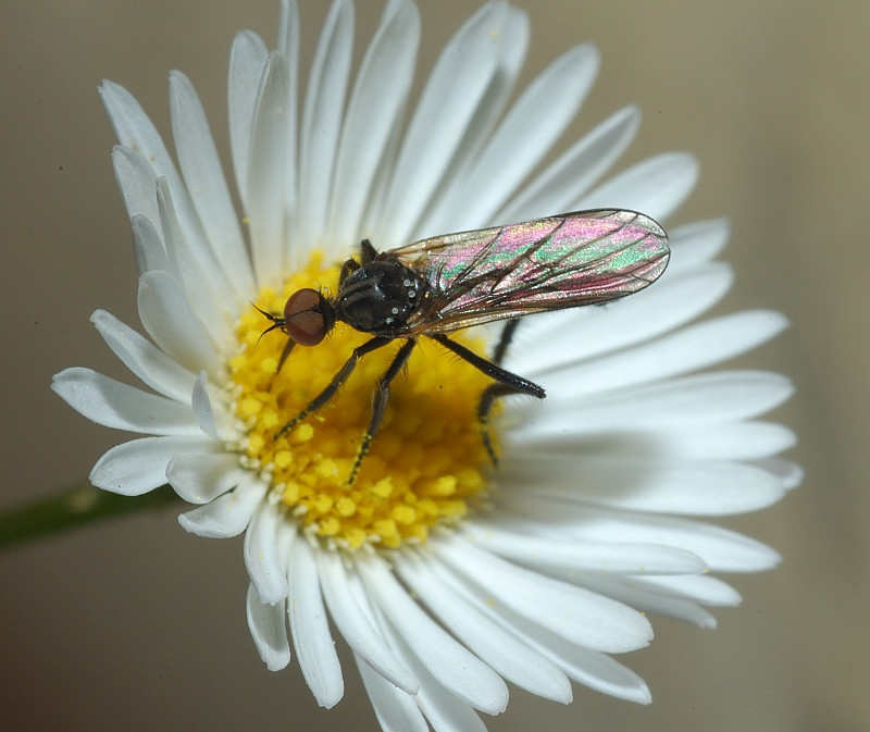 Empis sp.
