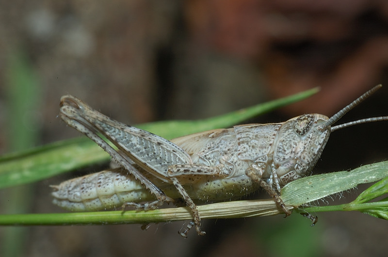 Ninfa di Omocestus/Chorthippus (Glyptobothrus) sp.
