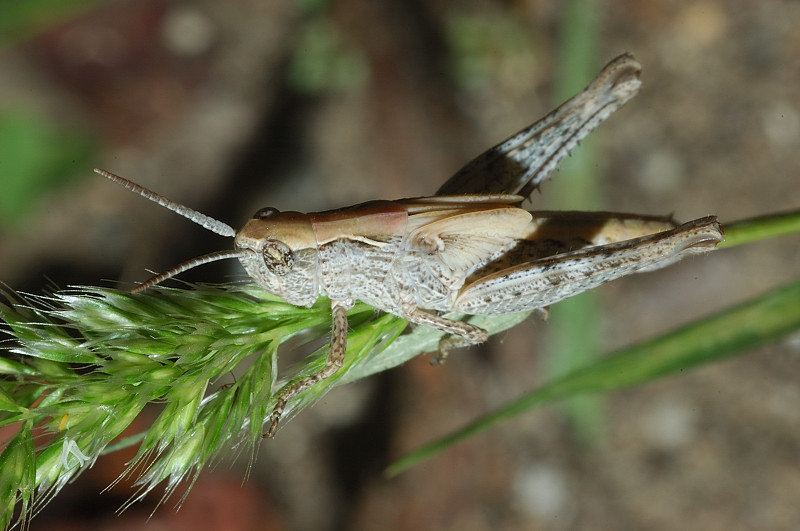 Ninfa di Omocestus/Chorthippus (Glyptobothrus) sp.