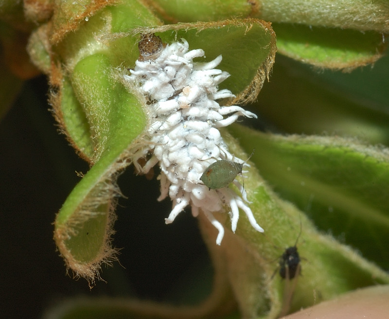 Larva di Coccinellide Scimnino