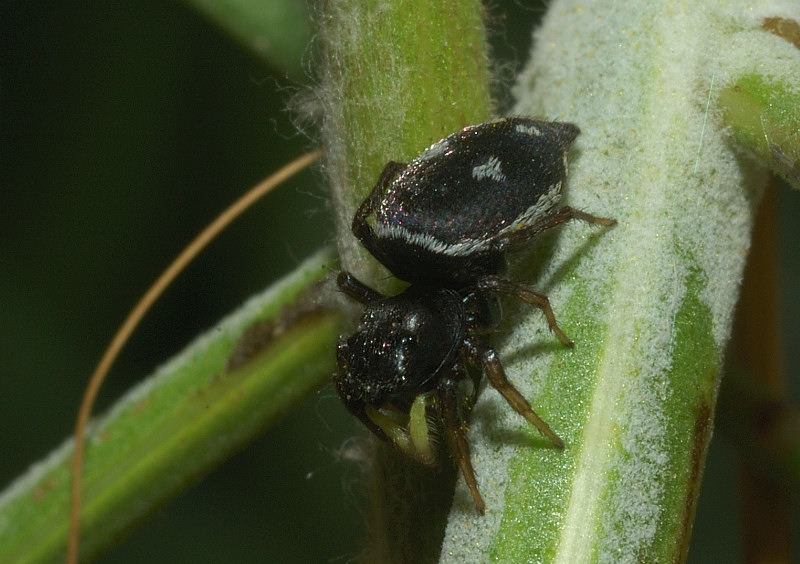 Heliophanus sp. dai palpi verdi