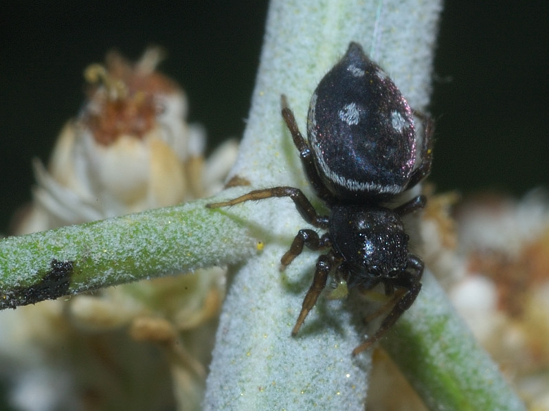 Heliophanus sp. dai palpi verdi