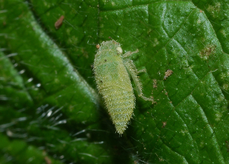 Piccola cicalina irsuta