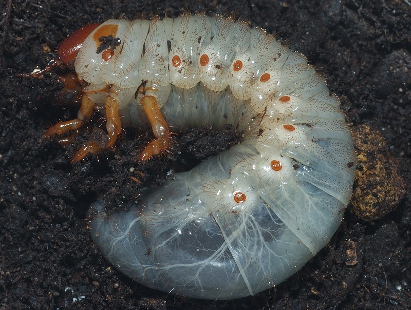 Larva di coleottero: Oryctes nasicornis (Dynastidae)