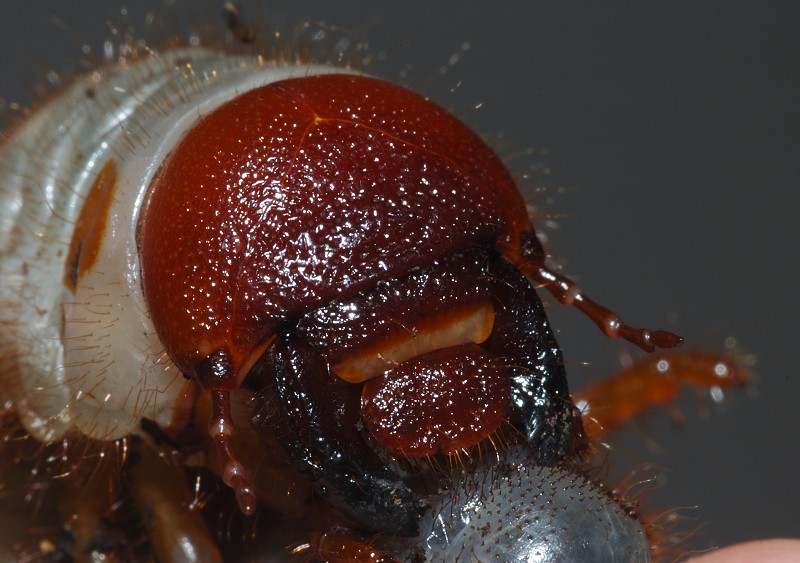 Larva di coleottero: Oryctes nasicornis (Dynastidae)