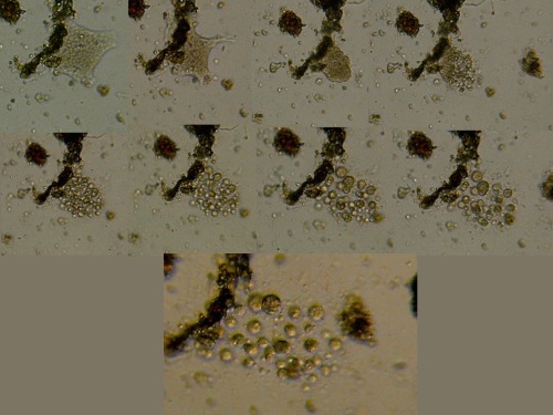 Microscopia delle acque astatiche del Bosco di Foglino