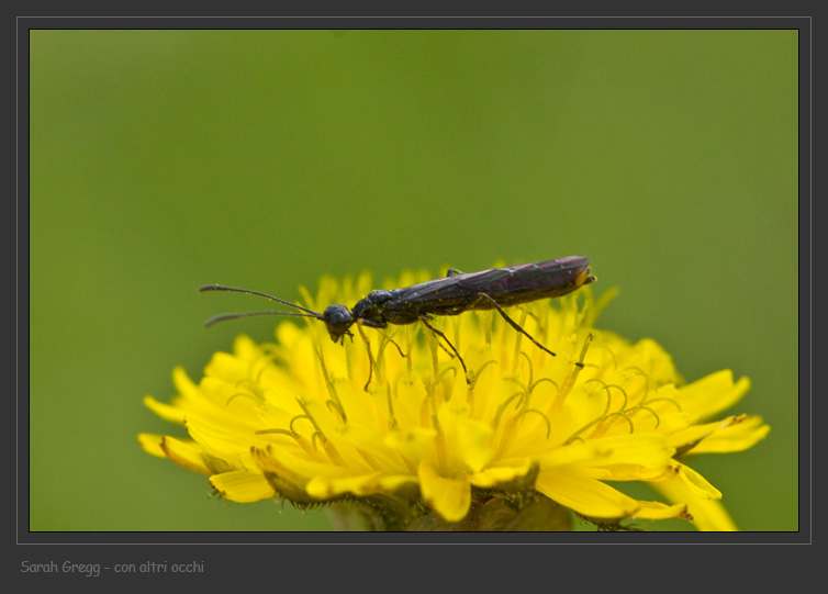 Hymenoptera un po'' particolare