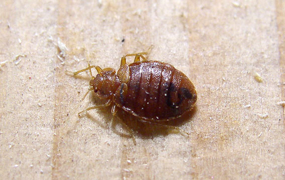 Cimice dei letti (Cimex lectularius)