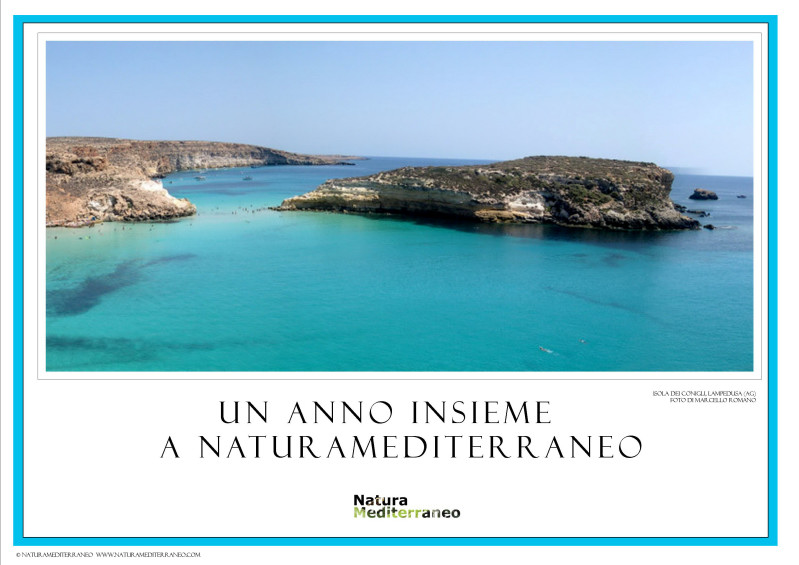 CALENDARIO 2009 di NM on line