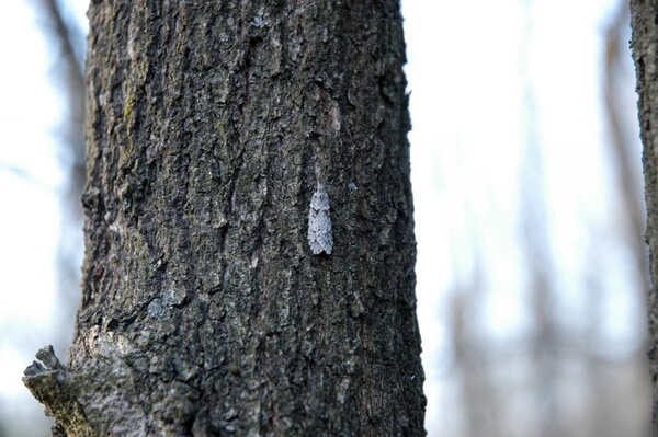 Diurnea fagella