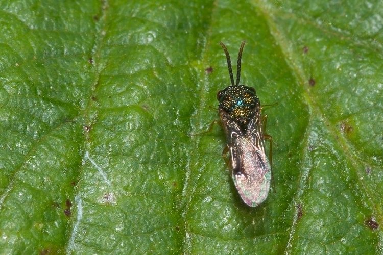 Stilbula cf. bella (Chalcidoidea)