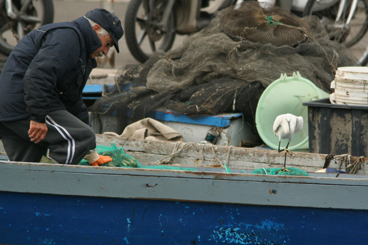 Garzetta impavida a Chioggia