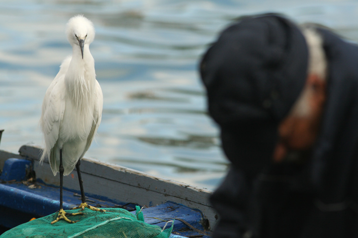 Garzetta impavida a Chioggia