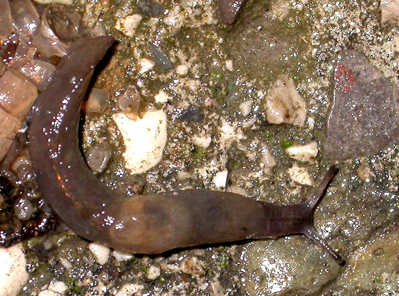 Limacce dal Delta del Po