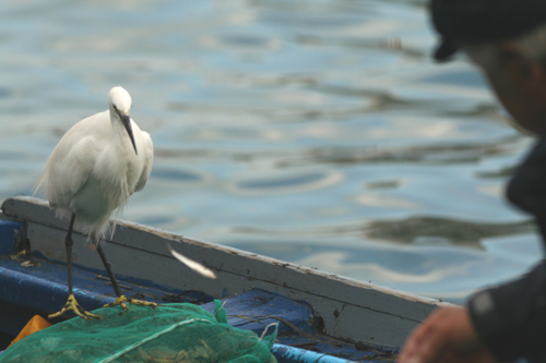 Garzetta impavida a Chioggia