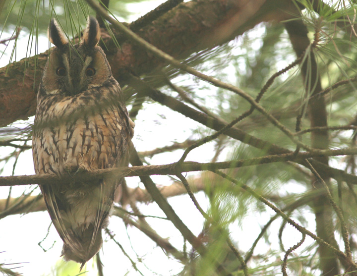 Roost gufi in pericolo ad Ostellato (Fe)