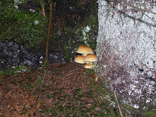 Appena tornato