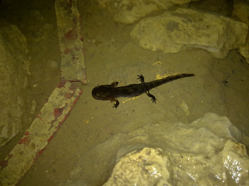 Salamandre, tritoni, rane