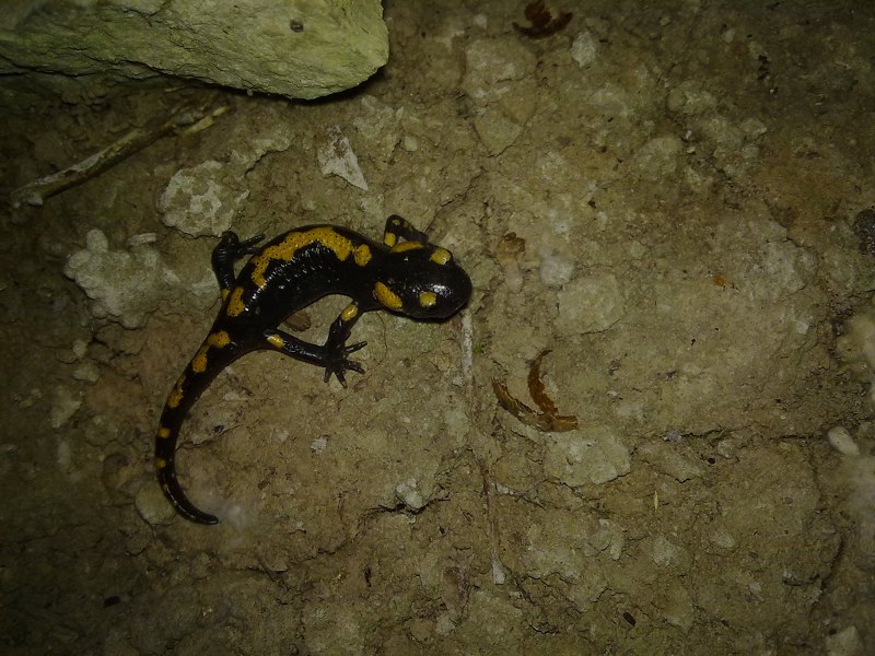 Salamandre, tritoni, rane