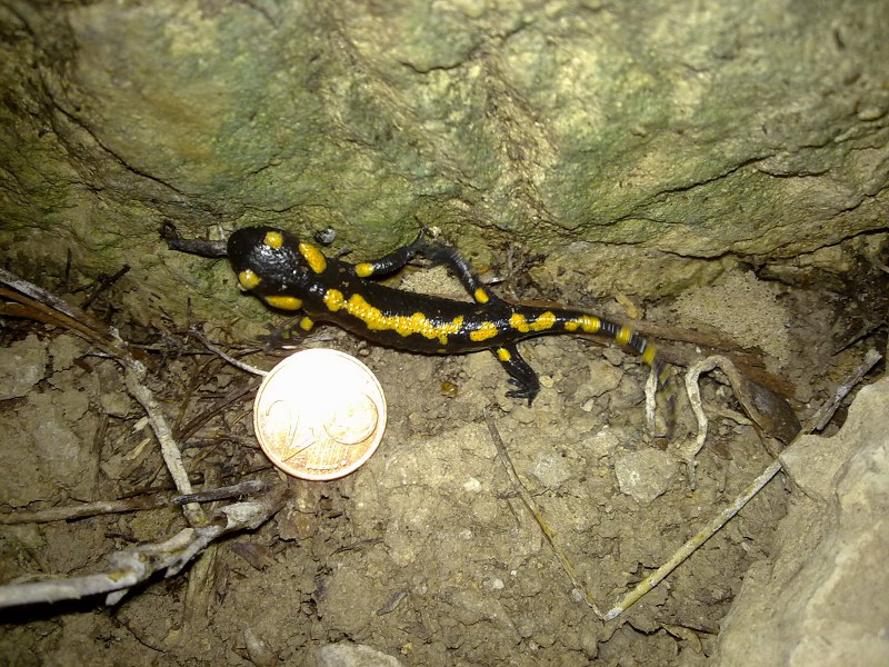 Salamandre, tritoni, rane