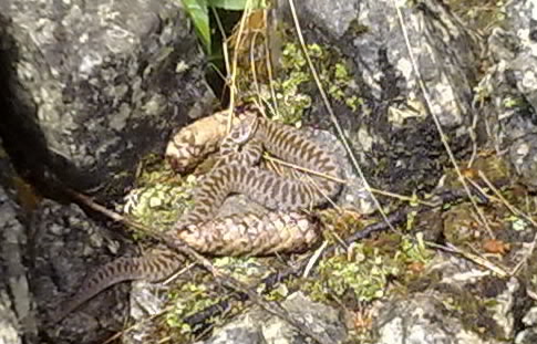 Vipera berus sull''Altopiano Vezzena (Trentino sud-est)