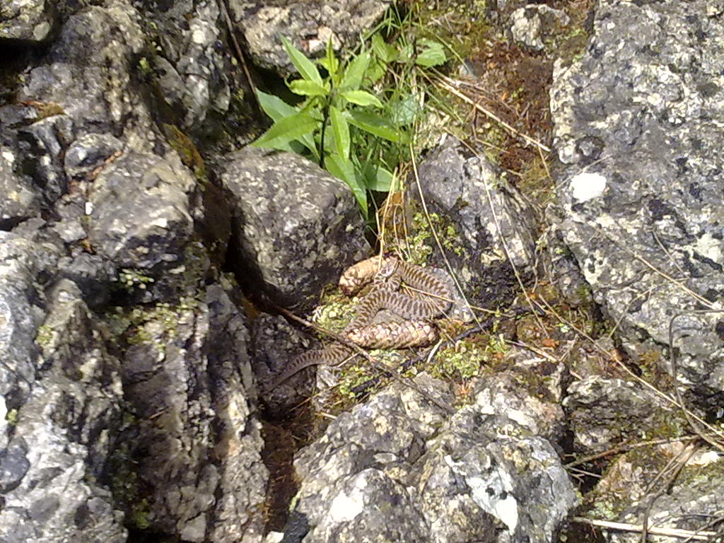 Salamandra atra aurorae e erpetofauna