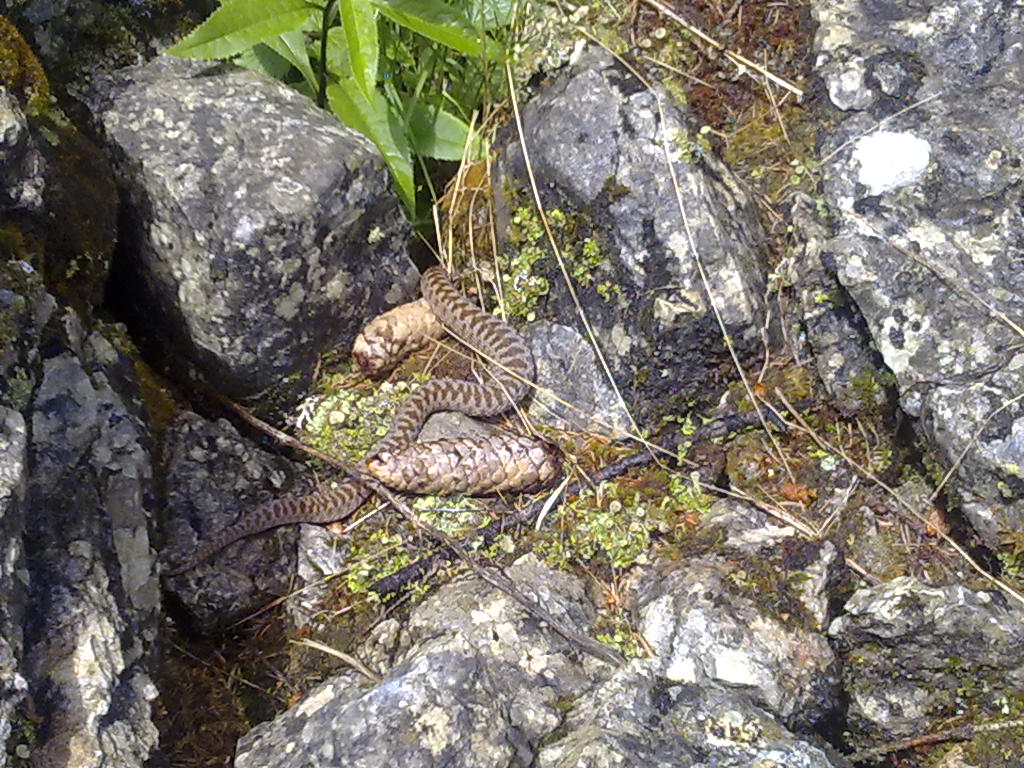 Vipera berus sull''Altopiano Vezzena (Trentino sud-est)