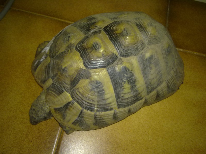 Testudo hermanni vs Testuto graeca